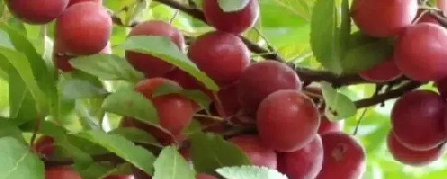 中华钙果为何没有上市鲜果切需要哪些设备