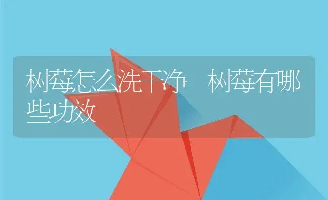 树莓怎么洗干净 树莓有哪些功效 | 养殖资料投稿