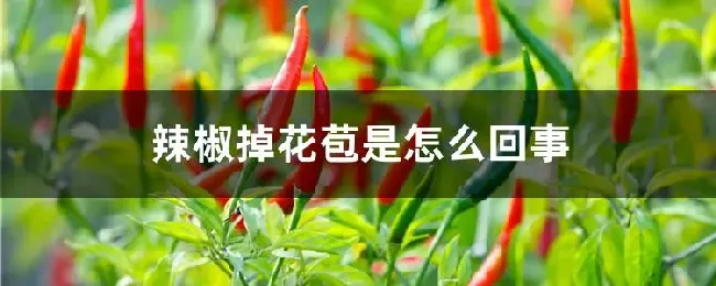 辣椒掉花苞是怎么回事