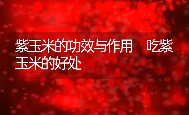 紫玉米的功效与作用 吃紫玉米的好处 | 养殖资料投稿