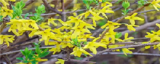 迎春花什么时候剪枝