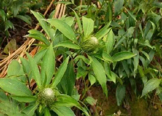 种植前景|陕西种植什么药材最赚钱 最适合陕西种植名贵药材