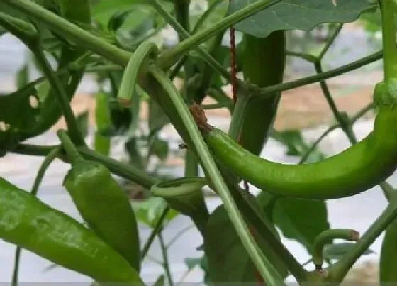 种菜|阳台种辣椒的种植方法 阳台种辣椒影响风水吗