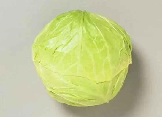 蔬菜|橄榄菜和圆白菜是一种菜吗