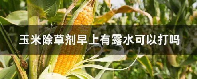 玉米除草剂早上有露水可以打吗