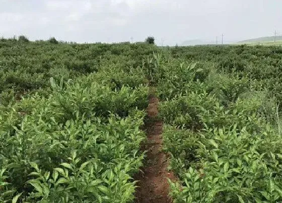 种植前景|魔芋种植技术及亩产量及利润 魔芋种植前景及经济效益