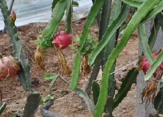 种植前景|湖南可以种火龙果吗