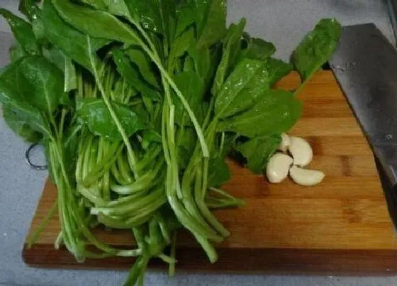 蔬菜|橄榄菜和圆白菜是一种菜吗
