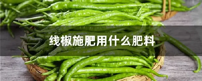 线椒施肥用什么肥料