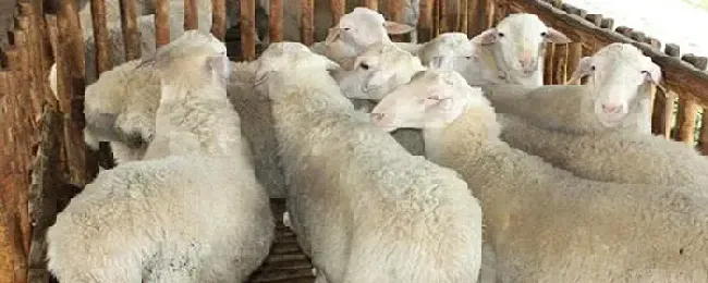 湖羊一胎能生几个