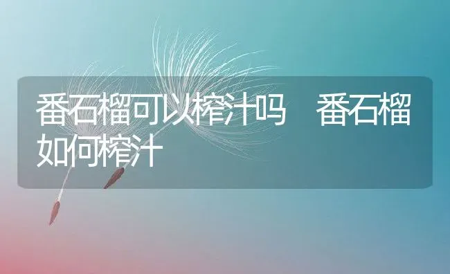 番石榴可以榨汁吗 番石榴如何榨汁 | 养殖资料投稿