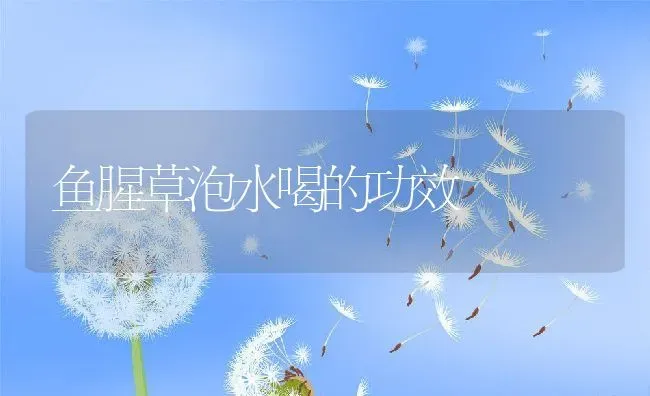 鱼腥草泡水喝的功效 | 养殖资料投稿