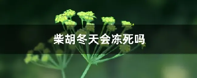 柴胡冬天会冻死吗