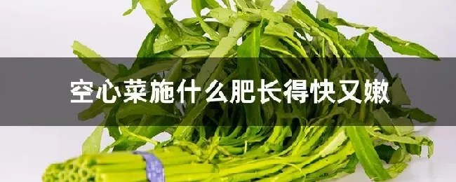 空心菜施什么肥长得快又嫩