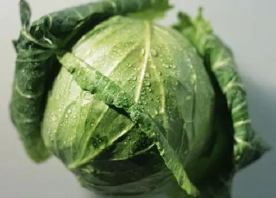 蔬菜|橄榄菜和圆白菜是一种菜吗