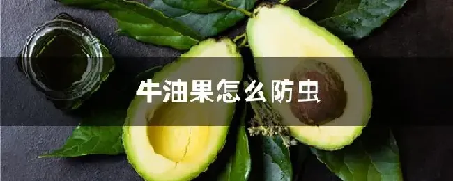 牛油果怎么防虫