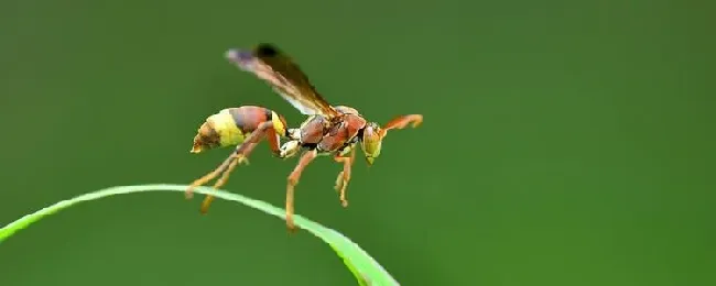 家里有马蜂窝的预兆是什么？