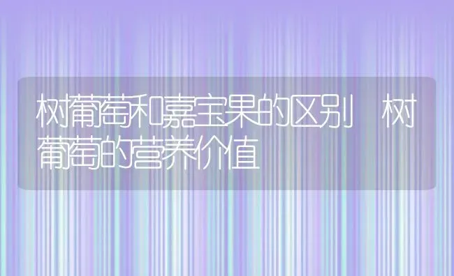 树葡萄和嘉宝果的区别 树葡萄的营养价值 | 养殖资料投稿