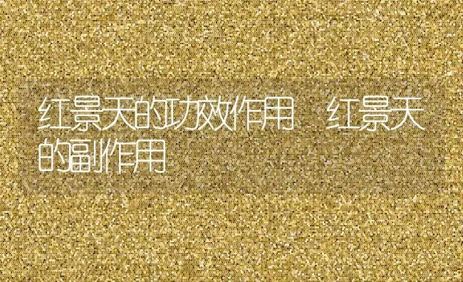 红景天的功效作用 红景天的副作用 | 养殖资料投稿