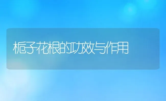 栀子花根的功效与作用 | 养殖资料投稿