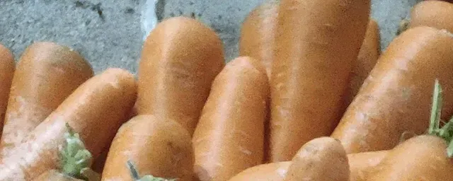 秋季胡萝卜的种植方法