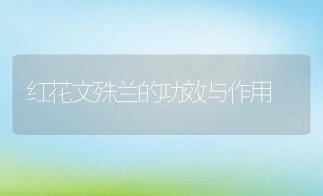 红花文殊兰的功效与作用 | 养殖资料投稿