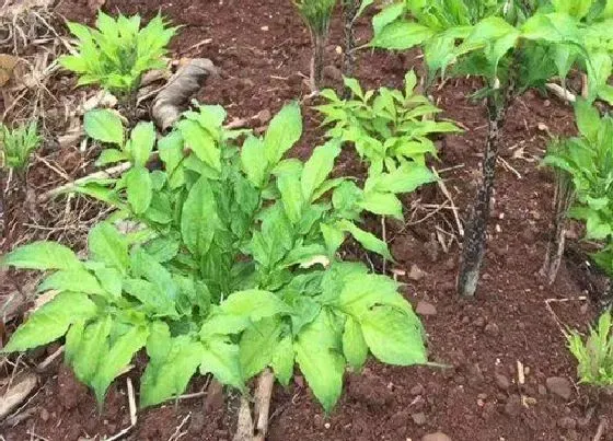种植前景|魔芋种植技术及亩产量及利润 魔芋种植前景及经济效益