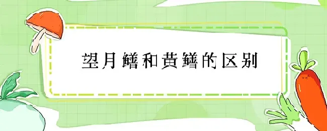 望月鳝和黄鳝的区别
