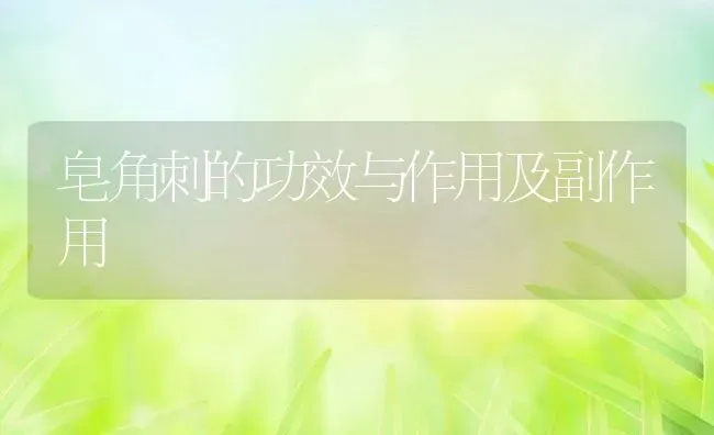 皂角刺的功效与作用及副作用 | 养殖资料投稿