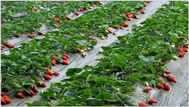 草莓种植效益 | 养殖什么赚钱