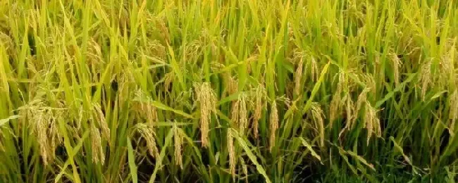 绥稻7水稻品种介绍