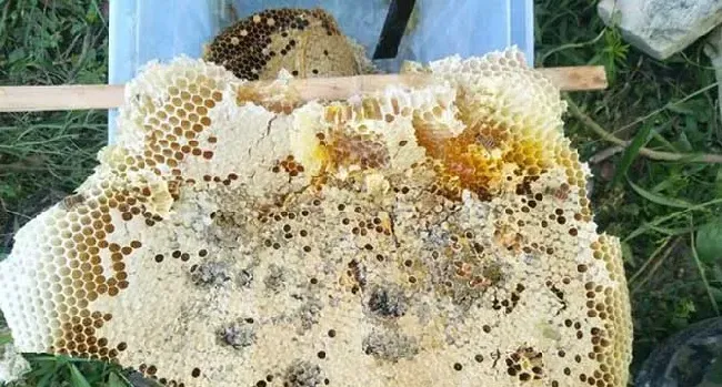 蜂巢有什么作用与功效？