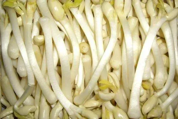 花生苗怎么处理再吃 花生苗哪些部分不能吃