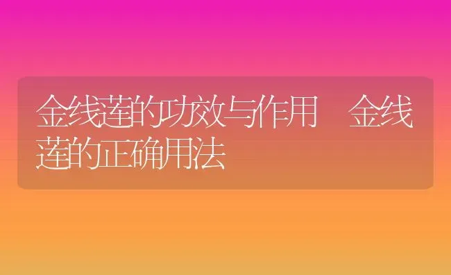 金线莲的功效与作用 金线莲的正确用法 | 养殖资料投稿