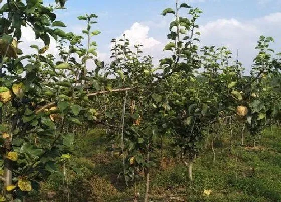 种植前景|梨亩产量一般多少斤左右 种植梨树的经济效益