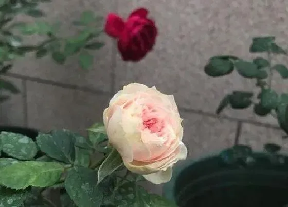 养花|玫瑰花适合什么季节种植或者移栽 玫瑰几月份种最好