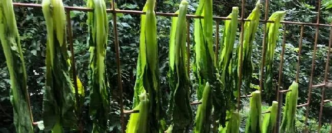 梅菜是不是芥菜？