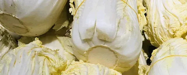 八月份适合种什么蔬菜