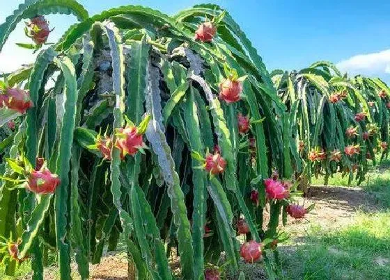 种植前景|湖南可以种火龙果吗