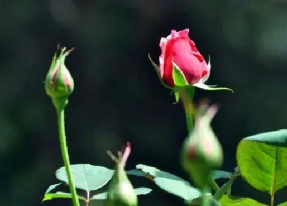 养花|玫瑰花适合什么季节种植或者移栽 玫瑰几月份种最好