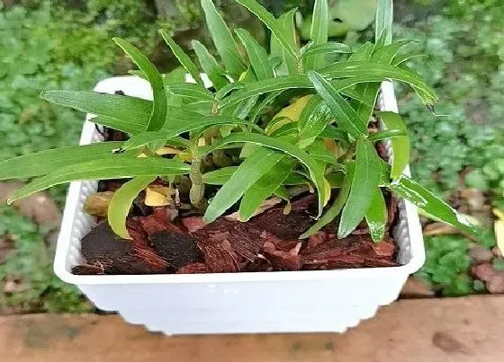 种植前景|铁皮石斛种植条件 生长环境要求