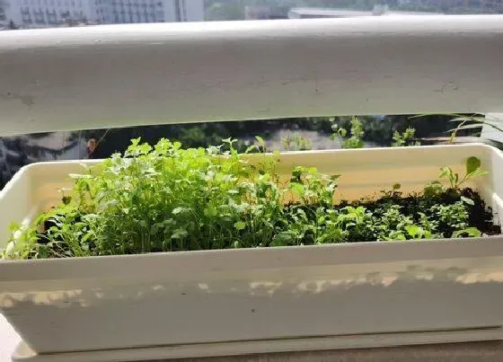 蔬菜|荠菜和芥菜是一种菜吗