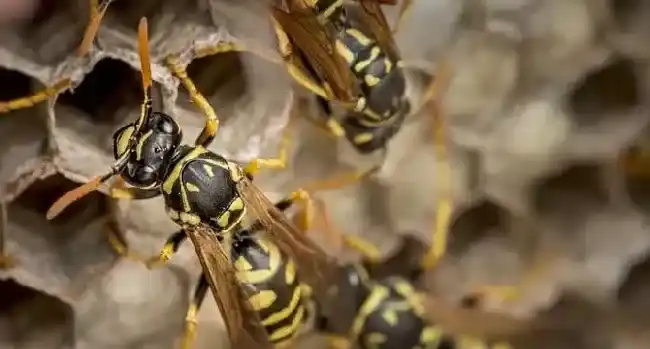 露蜂房壮阳是真的吗？
