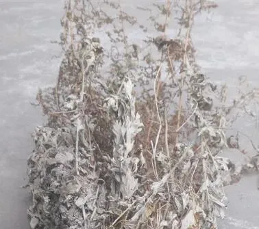 艾草水能喝吗 （艾叶熬水的方法）