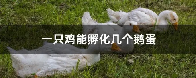 一只鸡能孵化几个鹅蛋