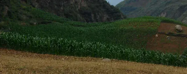 玉米二点委夜蛾的防治措施