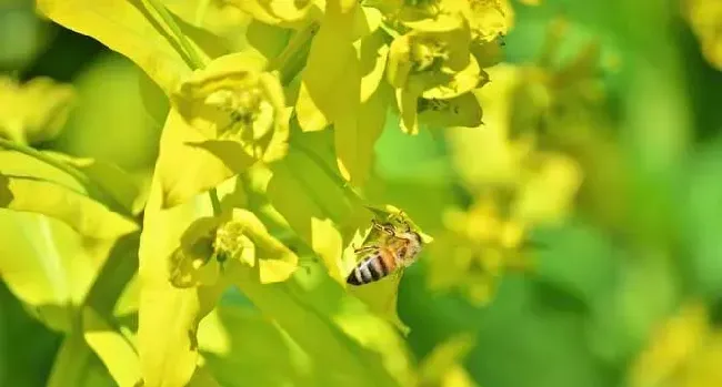 被蜜蜂蛰了怎么消肿止痒？