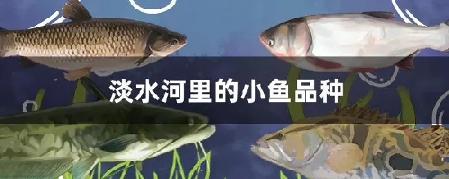 淡水河里的小鱼品种