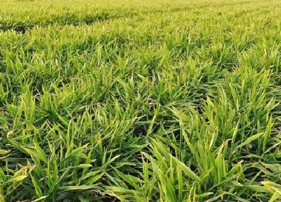 种植前景|一亩地种什么挣10万（盘点适合种植的4种赚钱农作物）