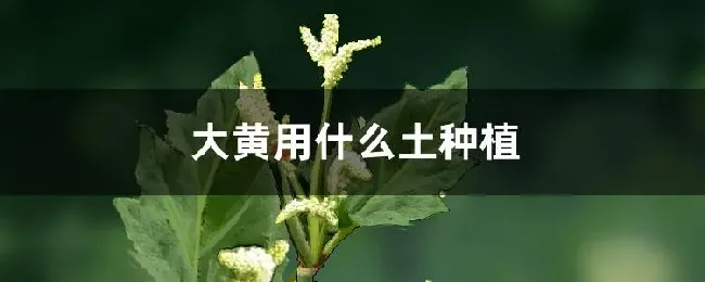 大黄用什么土种植